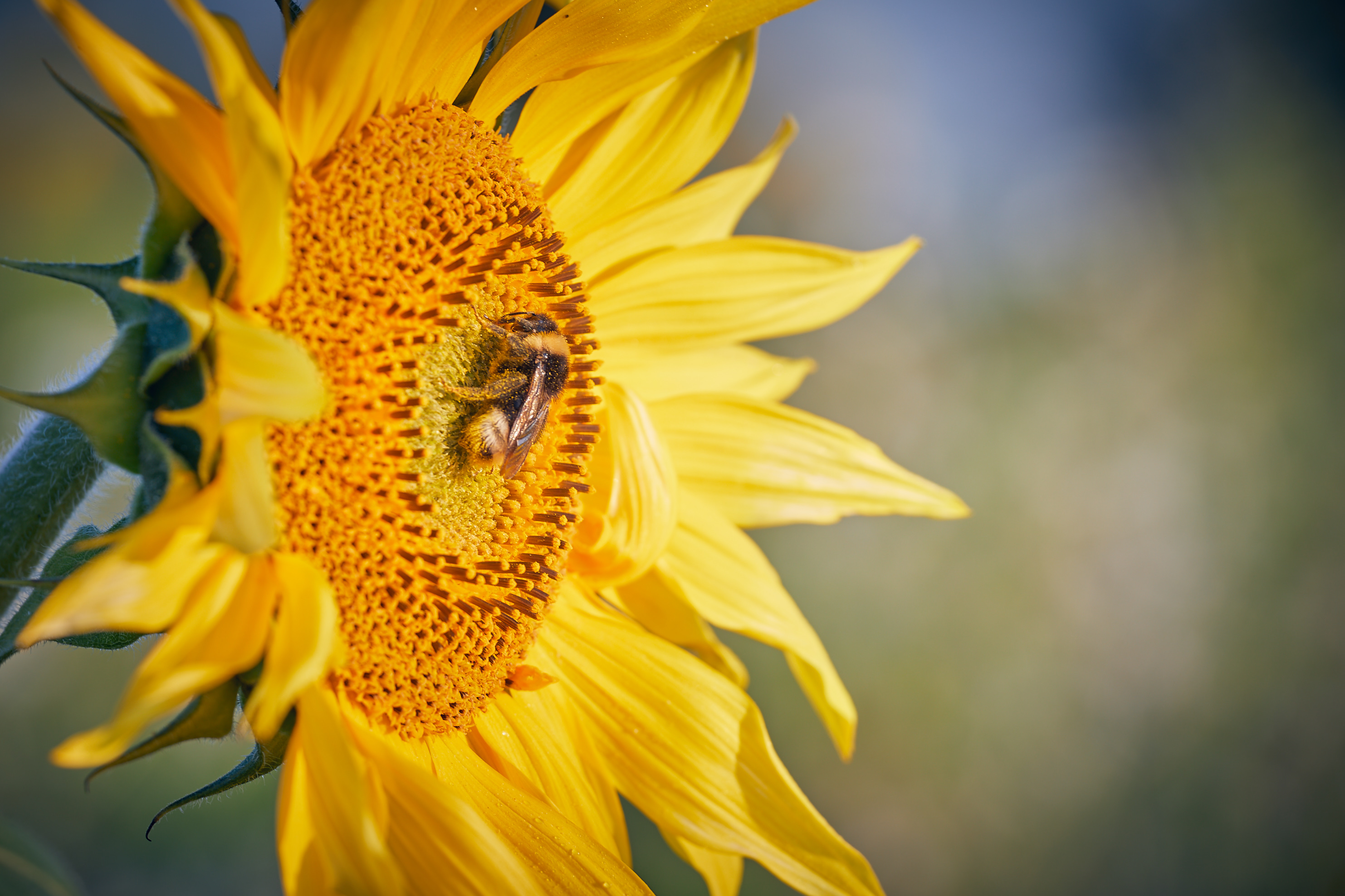 20180930 Sonnenblumen Glonn 0365